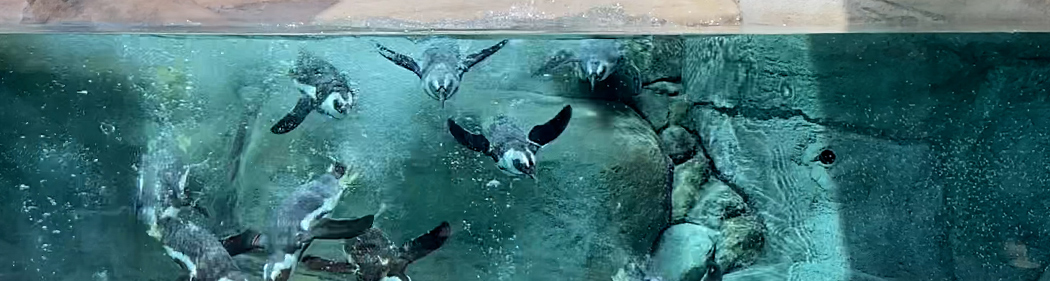 View of African penguins swimming from underwater viewing station