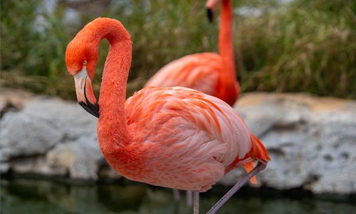 flamingo
