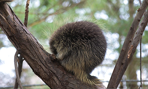 North American porcupine on a branch