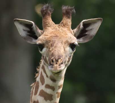 Masai giraffe, Enzi