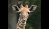 Masai giraffe, Enzi