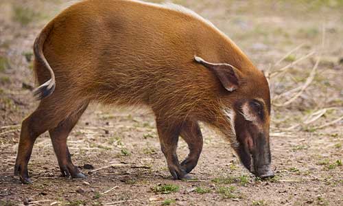 red river hog