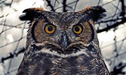 great horned owl