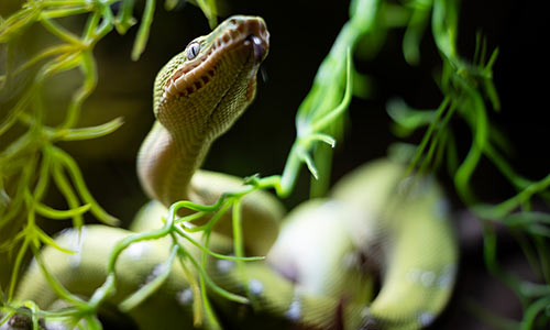 Emerald Tree Boa