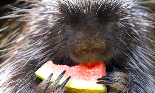 North American porcupine eating a watermelon