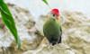 red-crested turaco