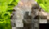 western lowland gorilla