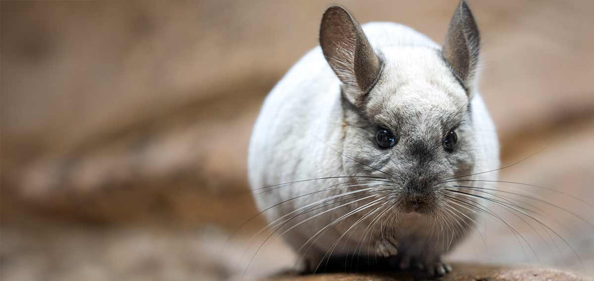 chinchilla on an earthy mound