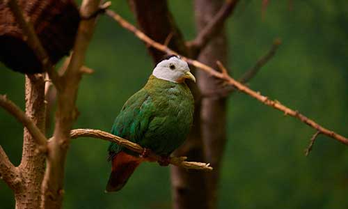 black-naped fruit dove