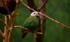 black-naped fruit dove
