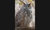 great horned owl