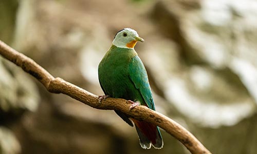 Black-naped fruit dove