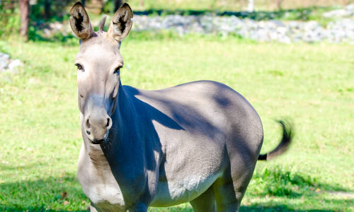 Somali wild ass