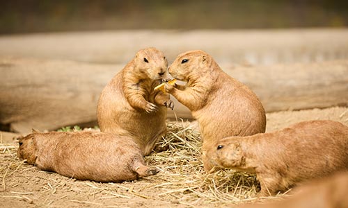 four prairie dogs in the hay