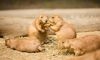 four prairie dogs in the hay
