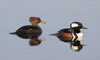 hooded merganser