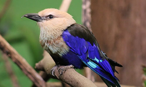 blue-bellied roller