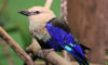 blue-bellied roller