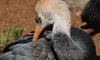 hooded crane