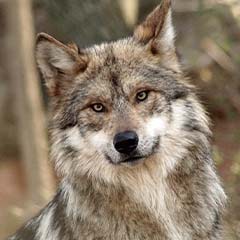 Mexican gray wolf