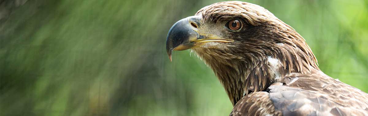 bald eagle