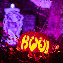 glowing pumpkin carved with "Boo" at Stone Zoo's Jack-'O-Lantern Nights