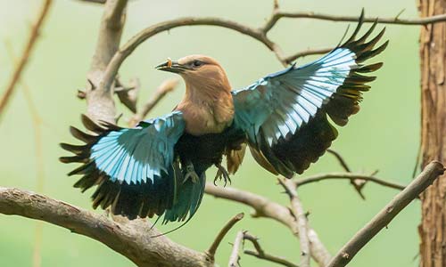 blue-bellied roller