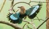 blue-bellied roller