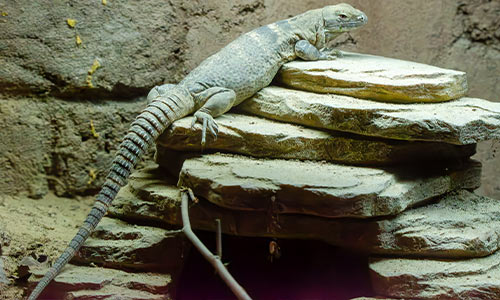 spiny-tailed iguana climbing rocks