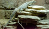 spiny-tailed iguana climbing rocks