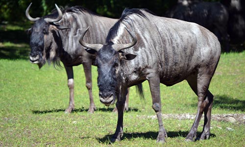 White-Bearded Wildebeest
