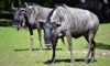 White-Bearded Wildebeest