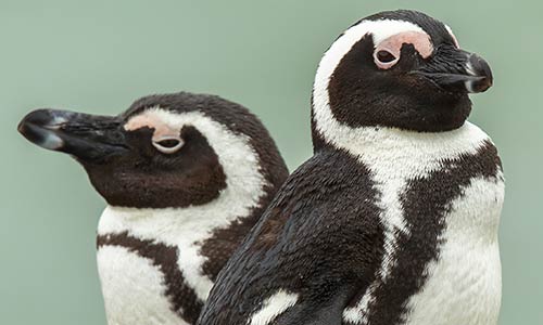 two african penguins