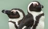 two african penguins