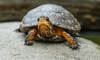 spotted turtle