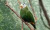 Black-naped fruit dove
