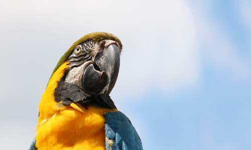 blue and gold macaw