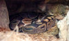 ball python curled up