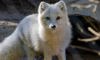 arctic fox