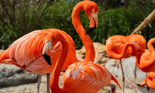 flamingo flock