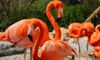 flamingo flock