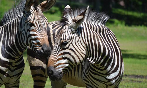 Hartmann’s Mountain Zebra