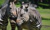 Hartmann’s Mountain Zebra