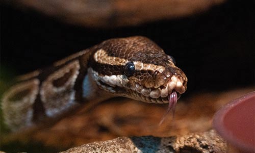 ball python