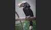 silvery-cheeked hornbill