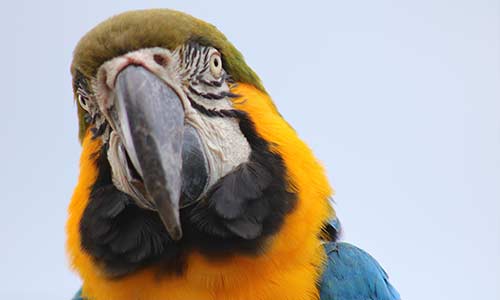 blue and gold macaw