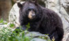 black bear