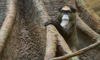 De Brazza's monkey