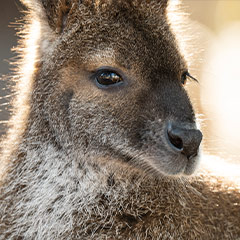 wallaby