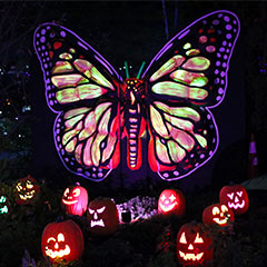 glowing butterfly among pumpkins at Stone Zoo's Jack-'O-Lantern Nights